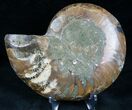 Cut and Polished Ammonite (Half) #7331-1